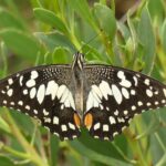 Chequered-Swallowtail Butterfly Pic: Matt Endacott