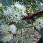 Eucalyptus porosa in flower