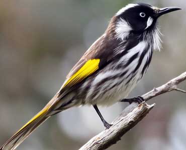New Holland Honeyeater. Pic:unknown