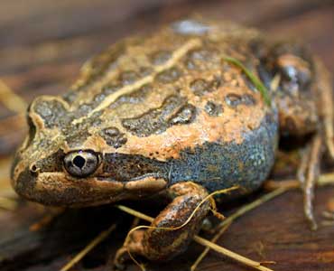 Spotted marsh frog