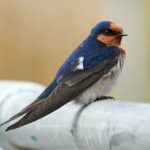 Welcome Swallow Pic:A.Crouch